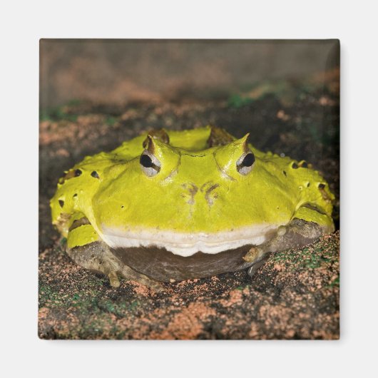 Braziliaanse Horn Frog, Ceratophrys cornuta, 2 Magneet (Voorkant)