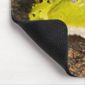 Braziliaanse Horn Frog, Ceratophrys cornuta, 2 Muismat (Hoek)