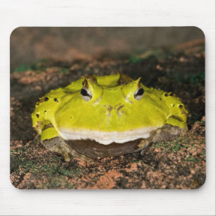 Braziliaanse Horn Frog, Ceratophrys cornuta, 2 Muismat