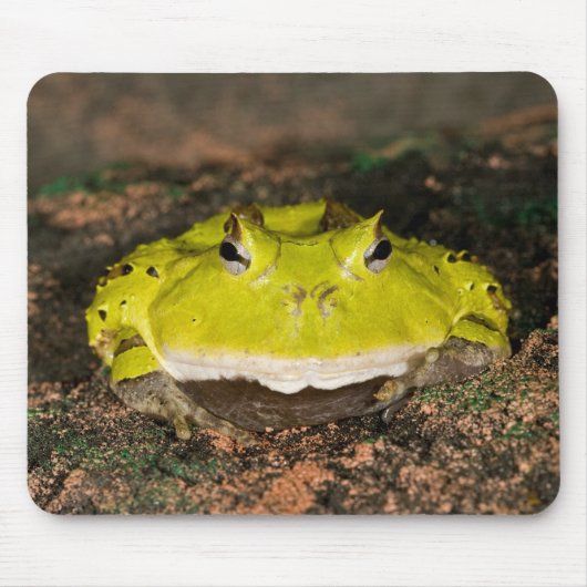 Braziliaanse Horn Frog, Ceratophrys cornuta, 2 Muismat (Voorkant)