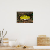 Braziliaanse Horn Frog, Ceratophrys cornuta, 2 Poster (Keuken)