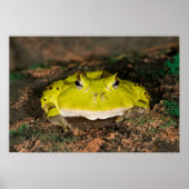 Braziliaanse Horn Frog, Ceratophrys cornuta, 2 Poster (Voorkant)