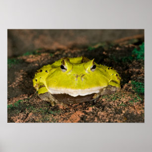 Braziliaanse Horn Frog, Ceratophrys cornuta, 2 Poster