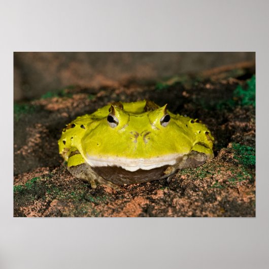 Braziliaanse Horn Frog, Ceratophrys cornuta, 2 Poster (Voorkant)