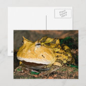 Braziliaanse Horn Frog, Ceratophrys cornuta, 3 Briefkaart (Voorkant / Achterkant)