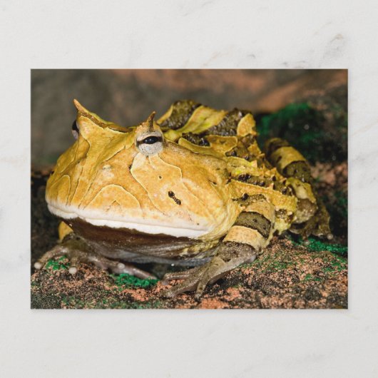 Braziliaanse Horn Frog, Ceratophrys cornuta, 3 Briefkaart (Voorkant)