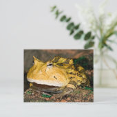 Braziliaanse Horn Frog, Ceratophrys cornuta, 3 Briefkaart (Staand voorkant)
