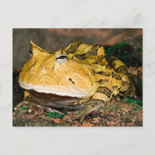Braziliaanse Horn Frog, Ceratophrys cornuta, 3 Briefkaart