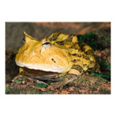 Braziliaanse Horn Frog, Ceratophrys cornuta, 3 Foto Afdruk (Voorkant)
