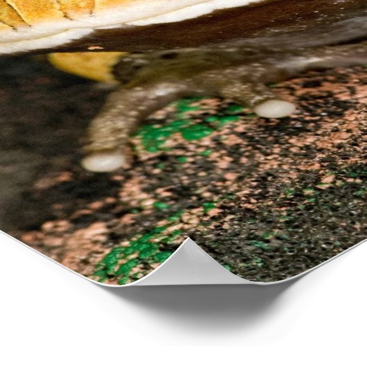 Braziliaanse Horn Frog, Ceratophrys cornuta, 3 Poster (Hoek)