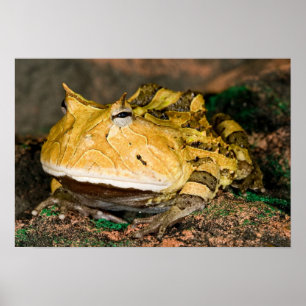 Braziliaanse Horn Frog, Ceratophrys cornuta, 3 Poster