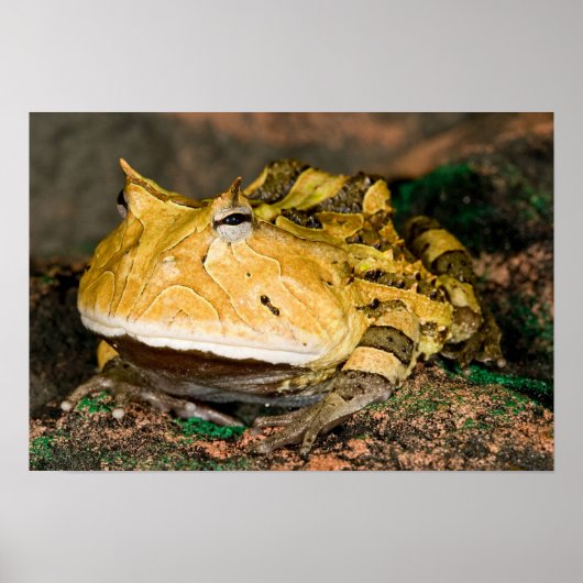 Braziliaanse Horn Frog, Ceratophrys cornuta, 3 Poster (Voorkant)