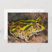 Braziliaanse Horn Frog, Ceratophrys cornuta, Nativ Briefkaart (Voorkant / Achterkant)