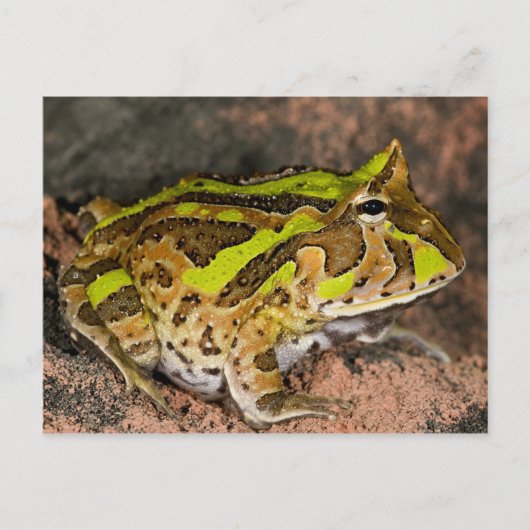 Braziliaanse Horn Frog, Ceratophrys cornuta, Nativ Briefkaart (Voorkant)