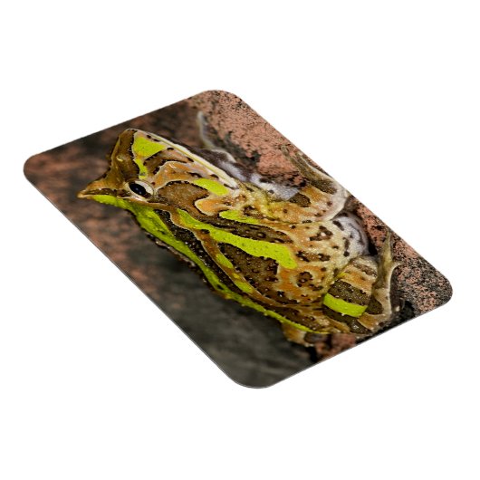 Braziliaanse Horn Frog, Ceratophrys cornuta, Nativ Magneet (Rechterzijde)