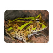 Braziliaanse Horn Frog, Ceratophrys cornuta, Nativ Magneet (Horizontaal)