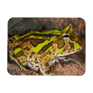 Braziliaanse Horn Frog, Ceratophrys cornuta, Nativ Magneet