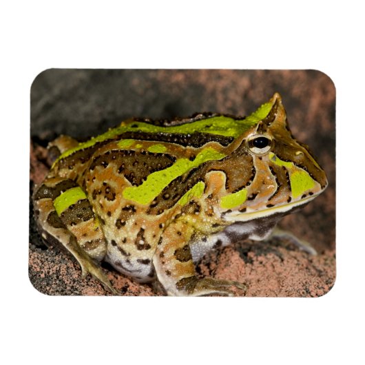 Braziliaanse Horn Frog, Ceratophrys cornuta, Nativ Magneet (Horizontaal)