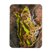 Braziliaanse Horn Frog, Ceratophrys cornuta, Nativ Magneet (Verticaal)