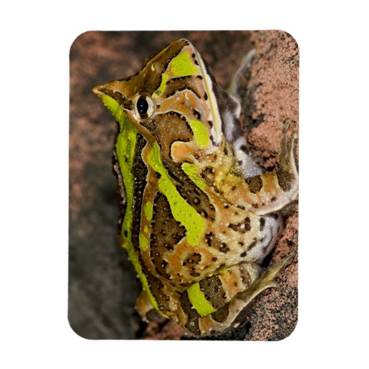 Braziliaanse Horn Frog, Ceratophrys cornuta, Nativ Magneet (Verticaal)