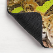 Braziliaanse Horn Frog, Ceratophrys cornuta, Nativ Muismat (Hoek)