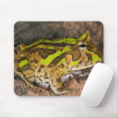 Braziliaanse Horn Frog, Ceratophrys cornuta, Nativ Muismat (Met muis)