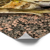 Braziliaanse Horn Frog, Ceratophrys cornuta, Nativ Poster (Hoek)