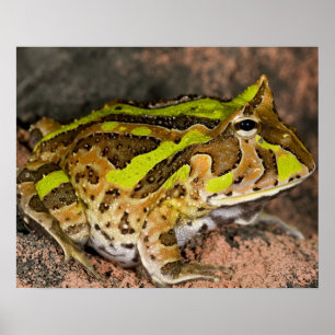 Braziliaanse Horn Frog, Ceratophrys cornuta, Nativ Poster