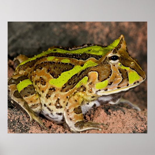 Braziliaanse Horn Frog, Ceratophrys cornuta, Nativ Poster (Voorkant)