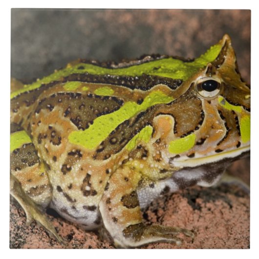 Braziliaanse Horn Frog, Ceratophrys cornuta, Nativ Tegeltje (Voorkant)