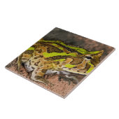 Braziliaanse Horn Frog, Ceratophrys cornuta, Nativ Tegeltje (Zijkant)