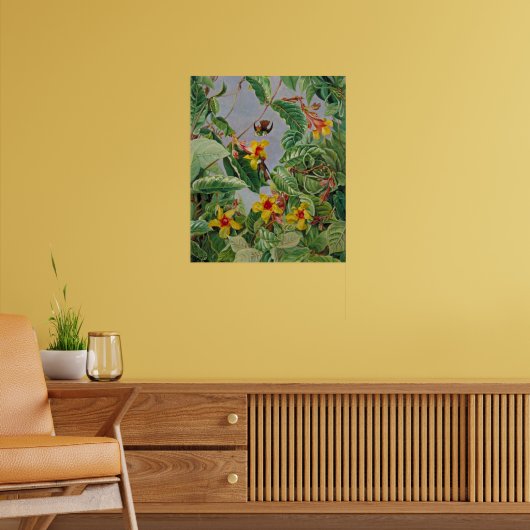 Braziliaanse Klimstruik en Kolibries Poster (Woonkamer 2)