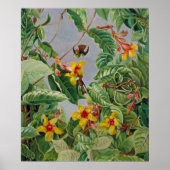 Braziliaanse Klimstruik en Kolibries Poster (Voorkant)
