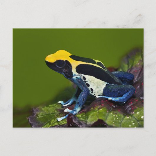 Braziliaanse kobalt Dart Frog, Dendrobates Briefkaart (Voorkant)
