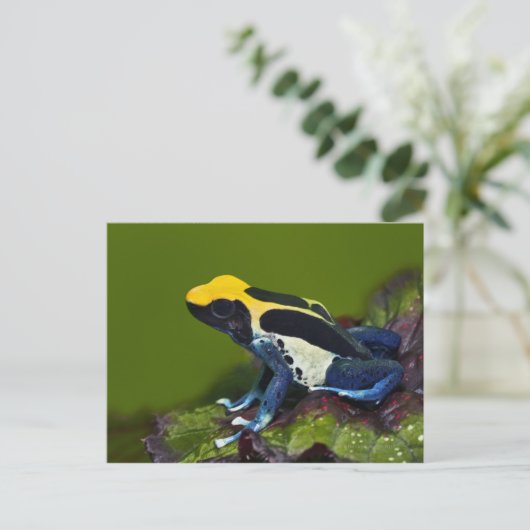 Braziliaanse kobalt Dart Frog, Dendrobates Briefkaart (Staand voorkant)