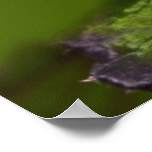 Braziliaanse kobalt Dart Frog, Dendrobates Poster (Hoek)