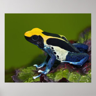 Braziliaanse kobalt Dart Frog, Dendrobates Poster