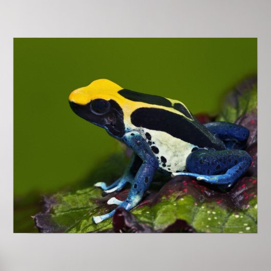 Braziliaanse kobalt Dart Frog, Dendrobates Poster (Voorkant)