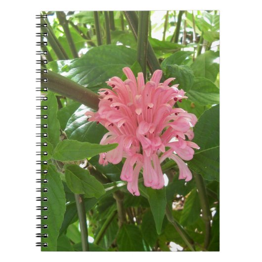 Braziliaanse pluim bloem notitieboek (Voorkant)