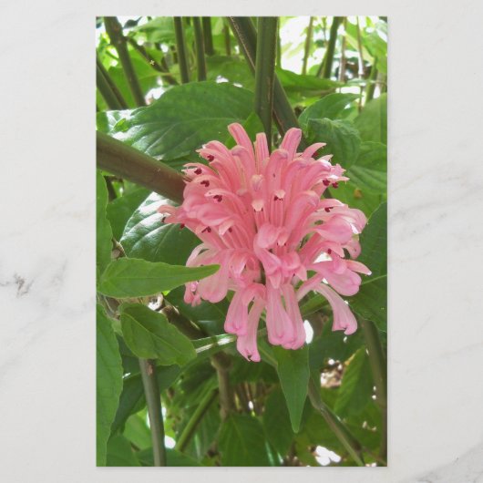 Braziliaanse pluim briefpapier (Voorkant)