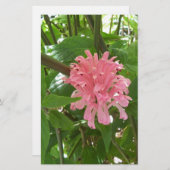 Braziliaanse pluim briefpapier (Voorkant / Achterkant)