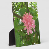 Braziliaanse pluim fotoplaat (Zijkant)