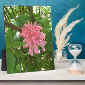 Braziliaanse pluim fotoplaat (Zijkant)