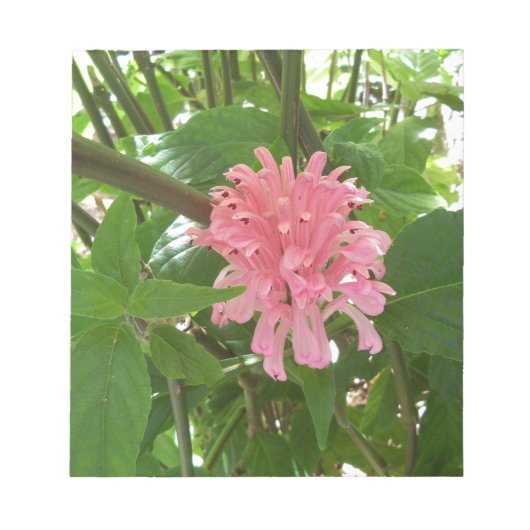 Braziliaanse pluim notitieblok (Voorkant)