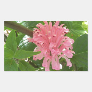 Braziliaanse pluim rechthoekige sticker