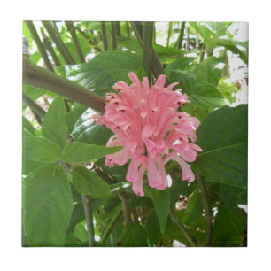 Braziliaanse pluim tegeltje