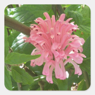 Braziliaanse pluim vierkante sticker