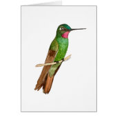 Braziliaanse Ruby Hummingbird (Voorkant)