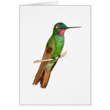 Braziliaanse Ruby Hummingbird