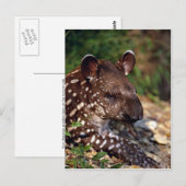 Braziliaanse tapir, jong kalf briefkaart (Voorkant / Achterkant)